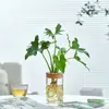 Planta Hidropónica Monstera Ave del Paraíso Planta de Interior de Escritorio en Maceta Fácil de Mantener para Personas Perezosas para Purificar el Aire Planta Verde de Oficina