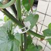 Rama Xiao calabaza transparente círculo accesorios de jardinería tallo de planta fijo lufa pepino fábrica venta directa
