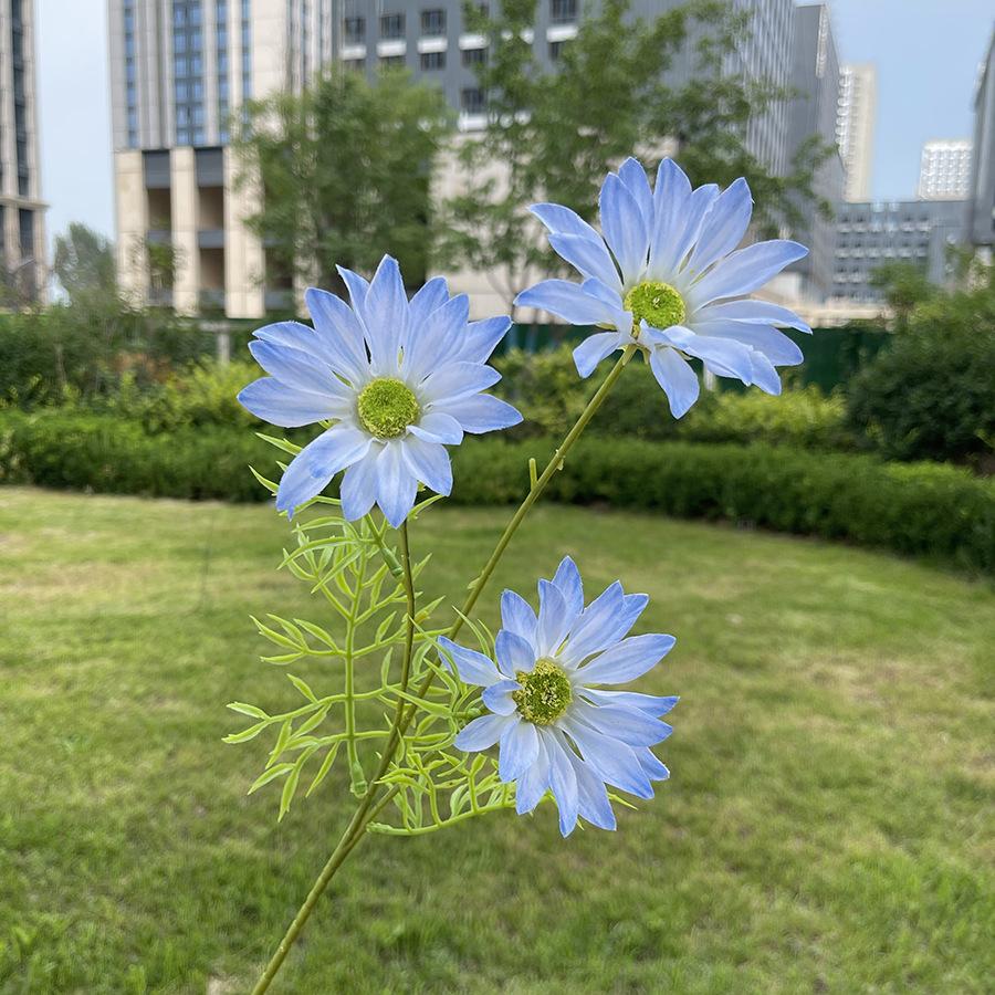 3头莫奈夏菊-sxrmzx-天蓝.JPG