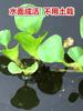 Venta al por mayor de Jacintos de Agua y Plantas Acuáticas de Algas para Cría de Peces y Tortugas, Paisajismo de Acuarios, Purificación de la Calidad del Agua y Semillas de Plantas Acuáticas para Estanques de Peces