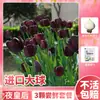 Bulbos de Tulipán, Plantas en Maceta, Cultivo Hidropónico y en Tierra para Interiores y Exteriores, Fácil de Mantener para Principiantes, Adecuado para Todas las Estaciones, Tulipanes al por Mayor