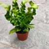 Helecho Nido de Pájaro de Fuego Estilo Escandinavo Tolerante a la Sombra Plantas para Sala de Estar Plantas Verdes para Oficina Macetas Absorción de Formaldehído Antirradiación