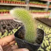 Base de planta suculenta autoproducida y autovendida al por mayor suculentas pequeñas combinación de flores plantas en maceta plantas carnosas Lithops Haworthia