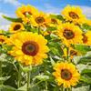 Semillas de Girasol, Semillas de Girasol Comestibles, Semillas de Girasol de Flor Grande para Aceite, Semillas de Girasol Ornamentales Fáciles de Cultivar y que Florecen en Todas las Estaciones