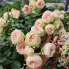 Planta de Rosas para Balcón con Semillas de Rosa, Rosas en Maceta de Fragancia Fuerte Todo el Año, Plantas de Flores Extra Grandes para Balcón y Patio