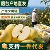 Manzana de Yantai, Shandong, Crema Dorada, Manzana Fuji Cremosa, Crujiente, Dulce, Jugosa, Fruta Fresca, Manzana Amarilla de Qixia, Especialidad