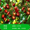 Plantones de Azufaifo Vivo Dropshipping Injertados con Plantones de Azufaifo de Invierno Zhanhua Fruta Dulce Extra Grande Plantación en Cuenca Norte y Sur Plantación en Patio
