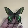 Especímenes de Mariposas, Insectos Mariposa Reales, Mariposas Cola de Golondrina para Jardín de Infancia, Varias Mariposas Originales de Alas Extendidas, Escarabajos Mariposa Verde Esmeralda y Gris Elegante para Enseñar