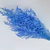 Hierba de Amor Blanqueada Flor Inmortal Hierba de Amor Blanqueada Ramo Seco Material Base Yunnan Venta Directa Ramo Pequeño Amazon