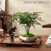 Espárrago Planta en Maceta Interior Sala de Estar Zen Chino Bonsái Pequeño Fácil de Cultivar Plantas Verdes Adornos de Oficina Florales Creativos
