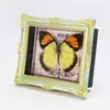 Artesanías Zhongkun Especímenes de Insectos Mariposa Real Especímenes de Caracolas Marinas Regalos de Vacaciones para Niñas Marco de Fotos Adornos de Escritorio