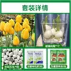 Tulipanes Hidropónicos al por Mayor 5 Grados Bulbos Grandes Resistentes al Frío para Invierno Interior/Exterior Fáciles de Cultivar para Principiantes Flores en Maceta Plantas