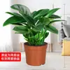 Plantas em Vasos de Diamante Dourado, Plantas de Diamante Platina, Flores de Interior Fáceis de Cuidar para Preguiçosos, Plantas Verdes de Folhas Grandes Hidropônicas, Plantas Suculentas