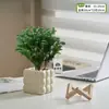 Plantas Pote Relaxantes Pinheiro Azul na Sala de Estar e Mesa de Escritório Ornamentos de Plantas Verdes para Purificar o Ar Plantas de Humor o Ano Todo