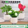 Las plantas en maceta son fáciles de cuidar en las salas de estar interiores.; plantas verdes hidropónicas, bonsáis creativos, plantas de la suerte, plantas pequeñas en maceta y árboles de la fortuna son todas excelentes opciones