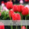 Bulbos de Tulipán, Bulbos de 5 Grados, Semillas de Flores, Adecuados para Cultivo en Tierra/Hidroponía, Resistentes al Frío, Germinación Rápida, Fáciles de Cultivar en Jardines y Balcones, y Fáciles de Sobrevivir
