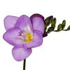 Bulbos de Alyssum Importados, Fresias de Doble Floración, Florecen en Todas las Estaciones y Son Buenas para Alimentar Florales Ornamentales, Florales en Maceta y Semillas de Plantas