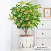 Mudas de osmanthus para quatro estações, plantas resistentes ao frio em vasos, osmanthus dourado para varanda, flores de perfume forte, árvores antigas para quintal, plantas verdes fáceis de cuidar