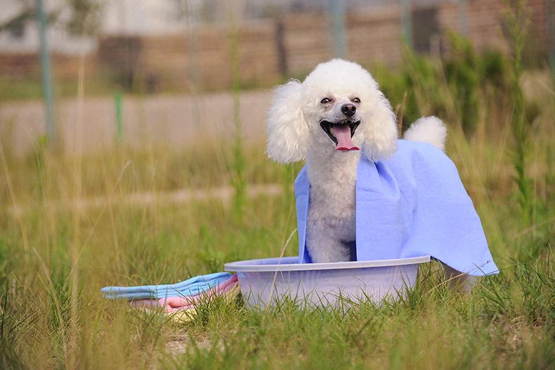 狗狗吸水毛巾室外实拍