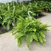 Helecho de Boston Planta en Maceta, Planta Verde en Maceta Grande Colgante, Fácil de Mantener en Interiores, Perenne Todo el Año, Helecho de Boston Dorado, Helecho Rey