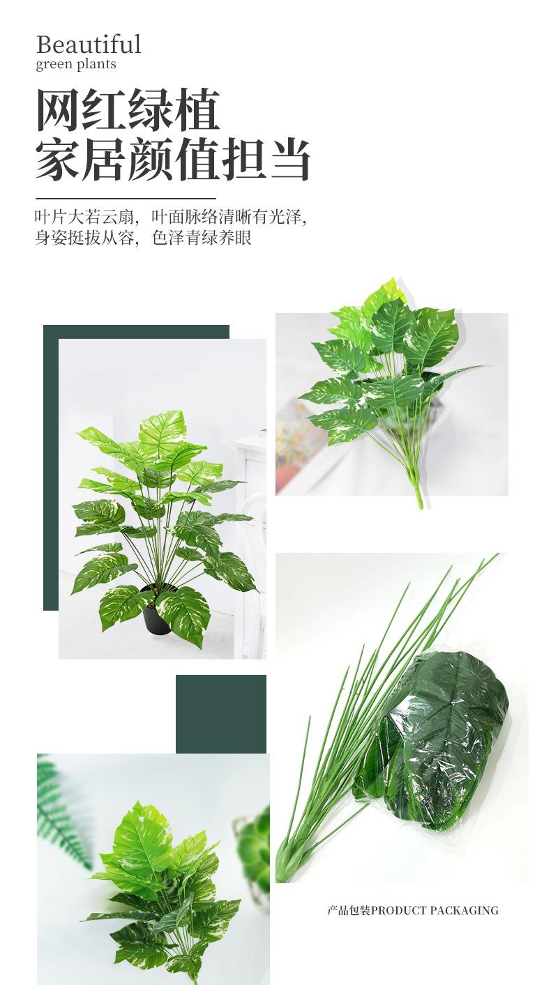 绿萝_06.jpg