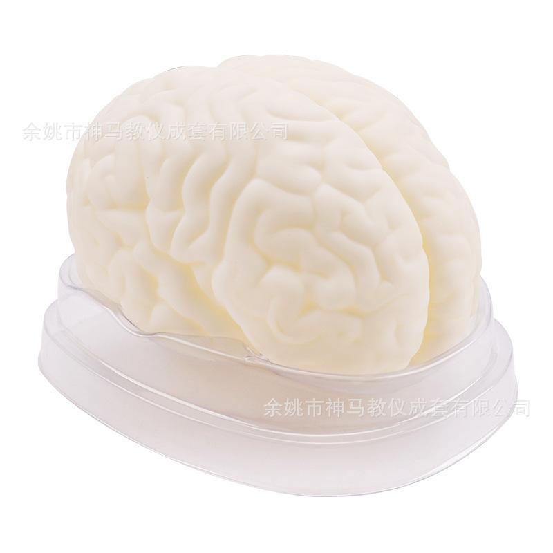 脑解剖模型-6