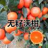 Plantones de naranja azucarera injertados, plantones de naranja fea, árboles frutales de naranja azucarera Sihui en macetas plantados en el sur.
