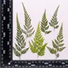 Hojas de Helecho Hojas Reales DIY Planta Espécimen en Relieve Marco de Fotos Pegamento Funda de Teléfono Vela de Aromaterapia Material Venta al por Mayor