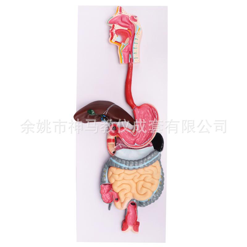 人体消化系统模型-2