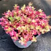 Manejar plantas al por mayor Mage Mage Suculentas Suculentas Multicabezales Tronco de Árbol Viejo Suculentas Mago Negro Lede Espécimen Único Otro