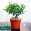 Planta em Vaso de Madeira de Pimenta de Peça Única para Dropshipping Mini Interna Criativa de Mesa Pequeno Bonsai Escritório Planta Verde Fácil de Manter o Ano Todo