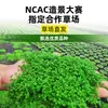 Plantas de Acuario, Decoraciones de Paisajismo con Césped Real, Plantas Aptas para Principiantes, Crisantemo Verde Ciempiés, Plantas de Sombra, Piedra Volcánica, Plantas Verdes Purificadoras de Agua