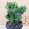 Plantas Verdes Flores de Balcón Interior Kalanchoe Pinnata Suculenta de Cinco Dedos Montaña Cactus con Raíces Kalanchoe Rojo
