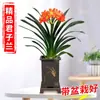 Planta em Vaso de Interior Clivia, Fácil de Cuidar o Ano Todo, com Botões de Flor, Adequada para Jardineiros Preguiçosos, uma Planta Verde Premium, Planta Monk de Cabeça Redonda