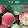 Pêssegos pequenos de Qingzhou, Shandong, envio direto 3/ 2,5kg Fruta pequena, doce e suculenta, pêssegos suculentos da estação, fruta fresca