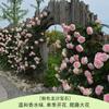 Rosa Grande Muda Flor de Rosa Muda Trepadeira Rosa Floresce em Todas as Estações Flores Extra Grandes Fragrância Forte Planta Trepadeira Rosa Flor de Parede Rosa Planta em Vaso