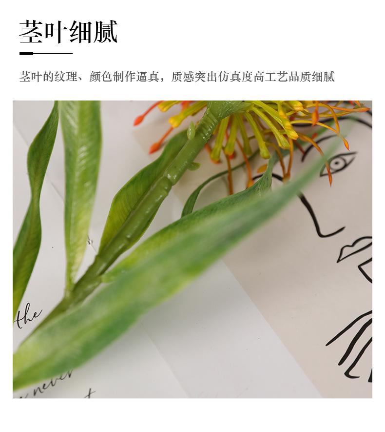 单枝6叶针垫花_15.jpg