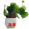 Planta Enredadera Trepadora de Tortuga de Montaña Seleccionada Oro No Cambia la Tierra y No Permite Vid Roja Hoja Redonda Bonsái Hidropónico Gomphrena Suculenta Planta en Maceta