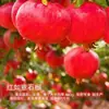 Árbol Joven de Granada Ácida Enana, Semilla Suave Tunecina, Semilla Suave Huidong, Lintong, Robe Rojo Grande de Sichuan, Brote de Árbol de Granada Ácida Enana, Semilla de Huidong sin Semillas