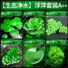 Plantas aquáticas lentilhas d'água, plantas de purificação tradicionais para aquário, esconderijo para tanque de tartaruga, jacinto d'água hidropônico, plantas aquáticas flutuantes para aquário