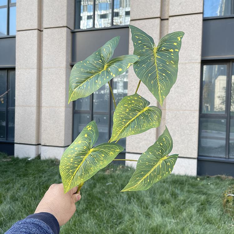 5叉彩色芋叶-3色系 黄斑深绿.JPG