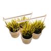 Luz de crescimento para plantas com feixe de luz Espectro Completo luz para suculentas de interior coloração fotossíntese doméstica fita de luz LED