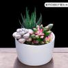 Plantas Suculentas Pequenas em Vasos Plantas Verdes Florais Suculentas com Vasos Internas Fáceis de Cultivar Pacote Combinado de Suculentas Escritório