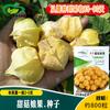 Semillas de Fruta de Hongo Dulce Nutritivas, Hojas Amarillo Dorado, Apariencia Verde Oscuro, Apariencia Brillante, Alto Contenido de Azúcar, Semillas de Fruta de Hongo