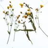 Xiancao grama sucção cor com galhos flores secas em relevo atacado flor abajur plantas espécimes ventilador de flores reais material faça você mesmo
