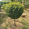 Dropshipping Flor Espejo Planta Árbol de Cera de Sichuan y Yunnan Ligustrum Oro Brillante Ciprés Azul Hielo Serie Piruleta Planta en Maceta Estilo Jardín