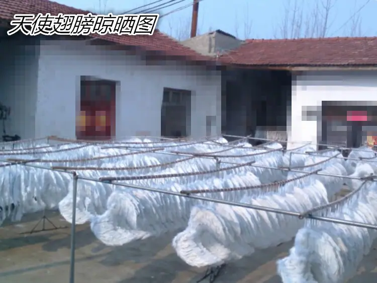193556861043535216_副本_副本