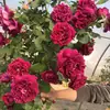 Plántulas de Flores de Rosa de una Pieza para Envío Directo, Enredaderas que Florecen Todo el Año, Rosas Trepadoras de Jardín, Plantas Trepadoras de Pared con Flores Grandes, Flores
