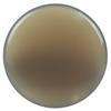 Cristal natural transfronteiriço gemstone semi-acabado wafer europeu e americano jóias polidas acessórios de pedra nua acessórios diy