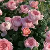 Planta de Rosas para Balcón con Semillas de Rosa, Rosas en Maceta de Fragancia Fuerte Todo el Año, Plantas de Flores Extra Grandes para Balcón y Patio